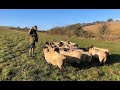 Farm update plus comments on Meat: A threat to our planet? BBC documentary