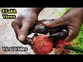 गरवून खेकडे (कुर्ल्या)🦀 पकडण्याची #trending पद्धत | crab catching