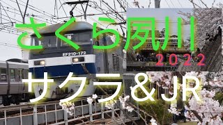 【サクラ＆JR さくら夙川】１８９系特急はまかぜ・貨物列車(EF210機関車牽引)・新快速…等、登場。さくら夙川駅と夙川河川敷から、列車とサクラを絡めて撮影しました…。