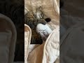 흥미로운 동물의세계 고양이 #동물 #고양이