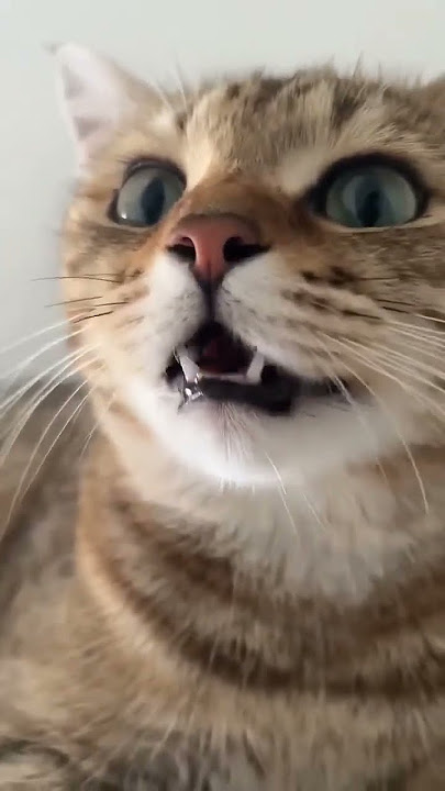 Mao Mao cute puppy cat🐱 ❤😊 #cat #youtubeshorts #trending #shorts #ytshorts #trending #bestyoutuber