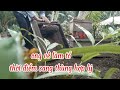 Ong Về Làm Tổ Bao Lâu Thì Nên Sang Thùng | Trung Nuôi Ong