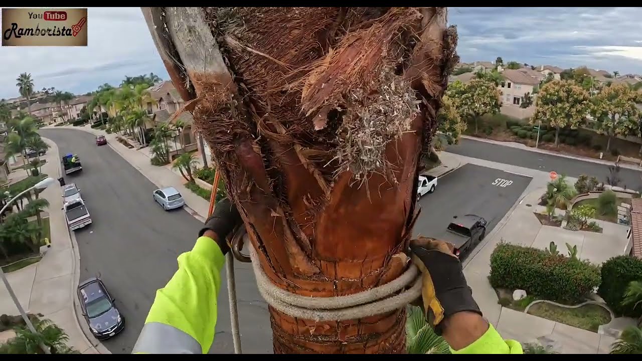 Como derribar o cortar palmas con soga y polea