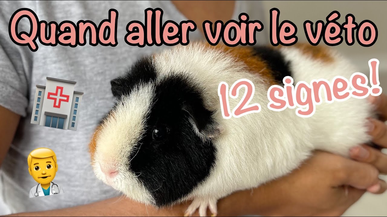 12 Signes qu'il est temps de consulter le vétérinaire - Cochon d'Inde