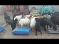 حلال بوابراهيم الاحساء الهفوف شوهات نعيم ونجد وعرب