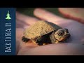 Protecting a Turtle Nest Until the Eggs Hatch