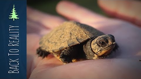 Protecting a Turtle Nest Until the Eggs Hatch