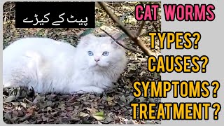 How many types of worms in cats? | persian cat care | worms in cats | kanwal syed#Cat worms