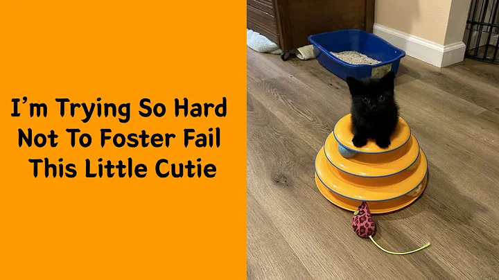 Video 11688011: dog funny compilation animals, funny cute animals compilation, cutest cats