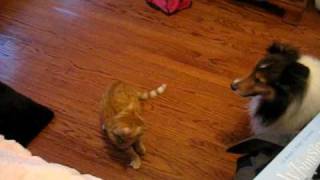 best friends: cat and dog playing by mackigger 14,823 views 14 years ago 2 minutes, 33 seconds