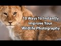 10 Ways To Instantly Improve Your Wildlife Photography