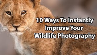 10 Ways To Instantly Improve Your Wildlife Photography screenshot 4