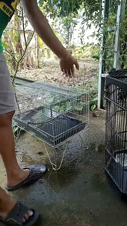 cara memasukkan burung ke karamba
