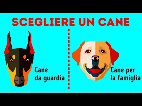 Video: Come Scegliere Il Tuo Cane