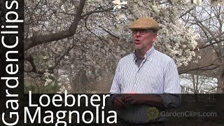 Loebner Magnolia - Magnolia x loebneri - Magnolia hybrid - How to grow Magnolia