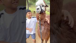 Kicau kicau - Kicau Mania #kicaumania#badut#kicaumanianusantara#joget#funny#dance#viral#virals#virus