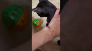 Ravin P4358  and Robbie P4359