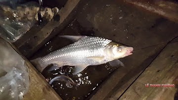 Câu cá CÓC và cá Tra trên bè | MÒI CÂU CÁ CÓC | CÂU CÁ BÈ| LÊ THÀNH FISHING TẬP 19