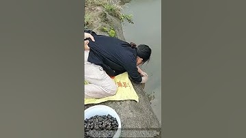 Women Harvesting Snails from Concrete Canal Edge