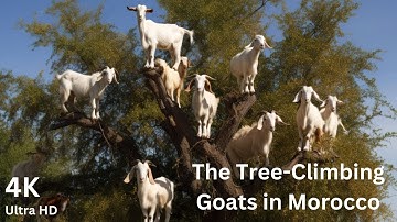 The Tree-Climbing Goats in Morocco