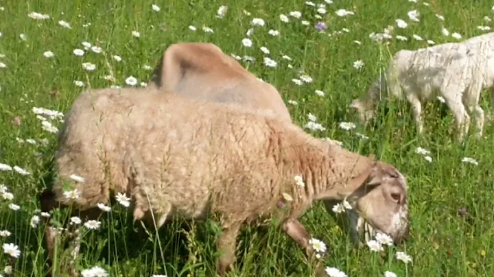 Greg Judy moving sheep