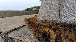 獲物に忍び寄る野良猫にそ～と忍び寄る