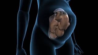 Types of twins pregnancy - Dichorionic twins - 3D Anatomical Visualization