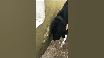 dog vomiting 🤮