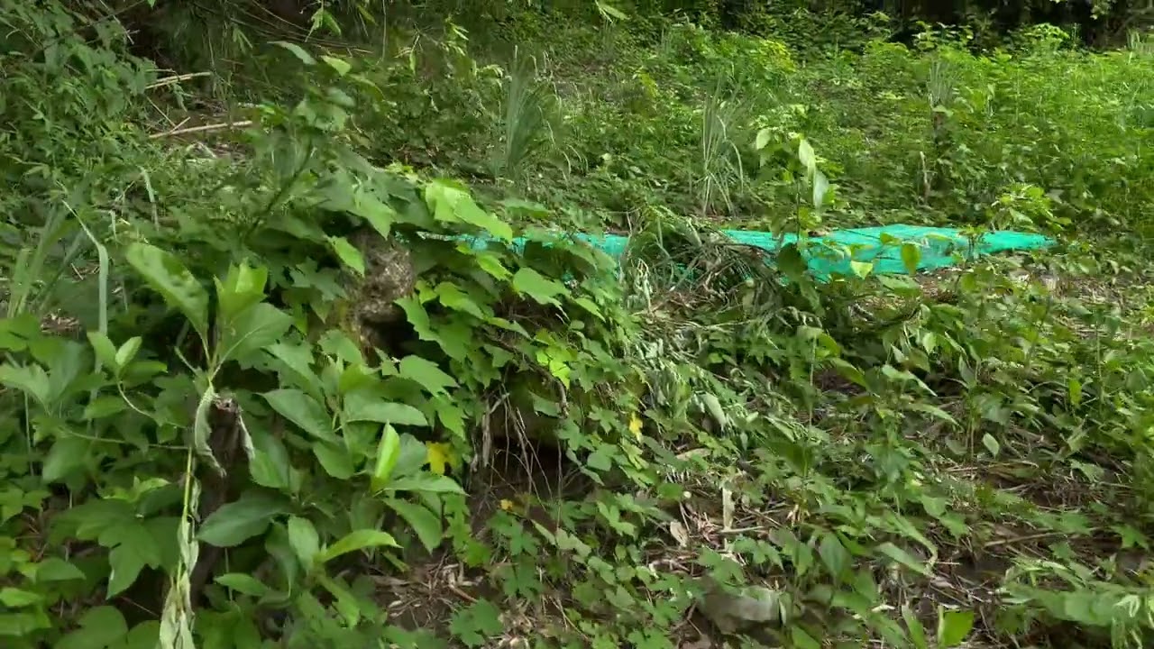 🦗Hành Trình Bắt Châu chấu tre - đầy kịch tính🌾