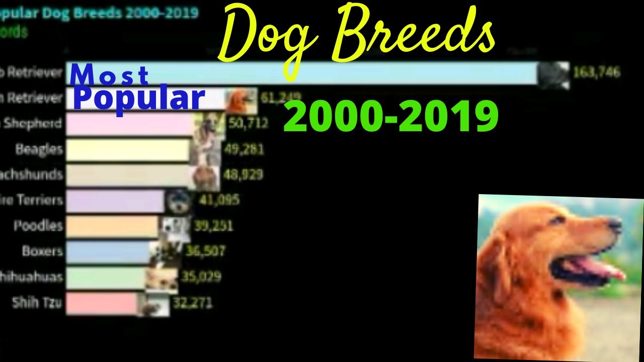 Most Popular Dog Breeds (Akc records bar graph race) 20002019 YouTube