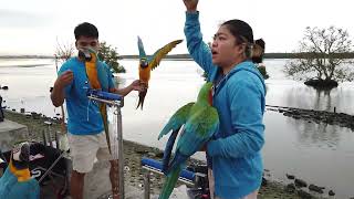 FREE FLIGHT WITH THE PARROTS