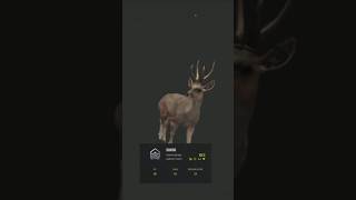 Crazy diamond taruca on release day! #deer #fyp #gaming #cotw