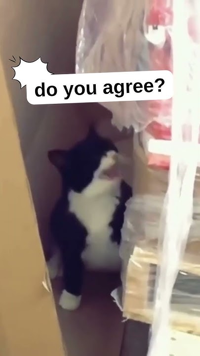 cat-sneezes-multiple-times-shorts-sneeze-sneezing-cats-youtube