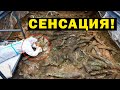 СЕНСАЦИОННОЕ ОТКРЫТИЕ! РТЫ ОТКРЫЛИ ВСЕ!