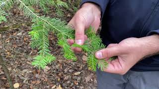 H.R. Frink Coniferous Tree Identification H R Frink Deciduous Tree Identification