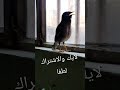 المينا تغرد كناري فول