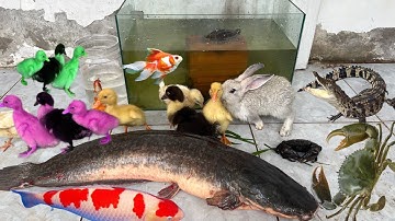 Bắt Cá Cảnh Dễ Thương, Cua, Rùa, Gà, Vịt dễ thương, Cá trê Khổng lồ, Thỏ dễ thương