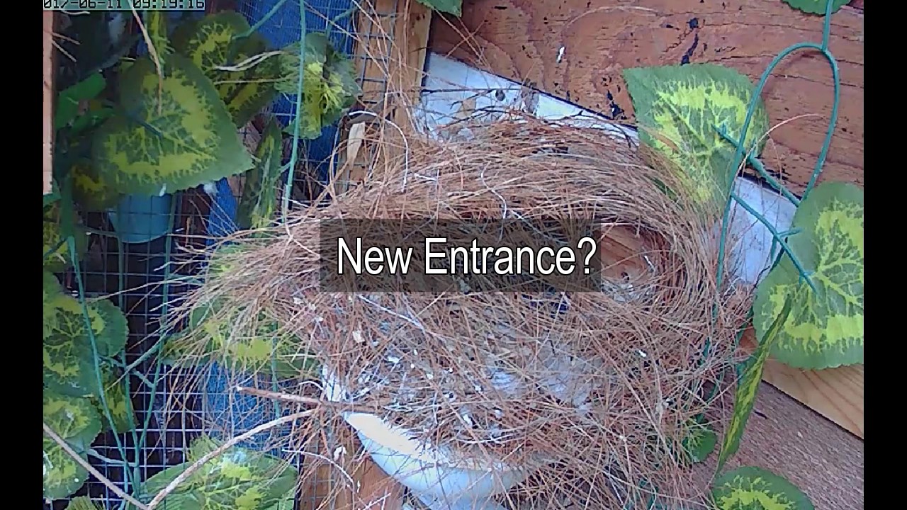 Zebra Finch have closed their open nest! - YouTube