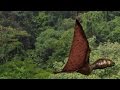 Pterosaur Biology and Flight Adaptations