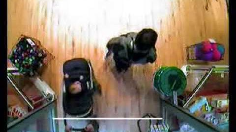 Video People Counting