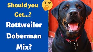 Rottweiler Doberman Pinscher Mixed Breed (RotterMan) | Should you Get it for your Family? by Little Paws Training 1,110 views 11 months ago 5 minutes, 43 seconds