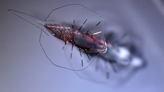 Cyborg ray: Light-guided robotic stingray powered by heart cells screenshot 3
