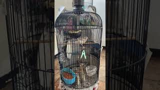 Blackthroat kawin betina siap ditunggangi
