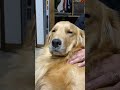睡魔と戦う犬 #goldenretriever #ジョイ家 #dog