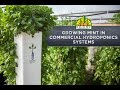 Growing Mint in Commercial Hydroponics Systems
