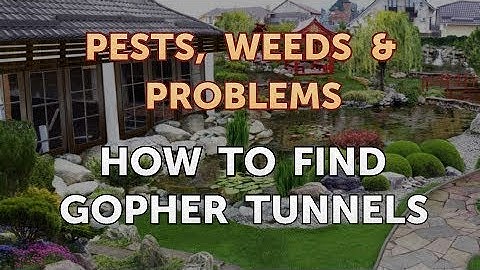 How to Find Gopher Tunnels