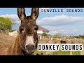 10 Hours of Donkey Sounds