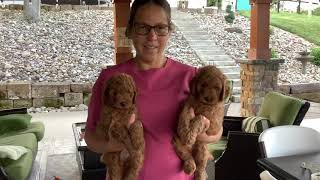 Weight and Height in F1B Mini Goldendoodle Dogs