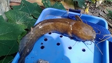 Câu cá rô đồng, trê vàng: trúng điểm toàn trê vàng chúa dựt rung tay luôn.