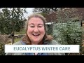 Eucalyptus Winter Care / Garden Tidy // Cottoverdi